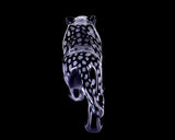 13.8" Black Obsidian Hand Carved Crystal Leopard