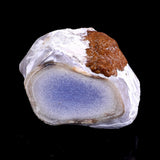 2.4×1.8×2.8" Blue Chalcedony Hand Carved Crystal Polished Point