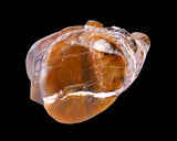 6.7" Chalcedony Hand Carved Crystal Bear